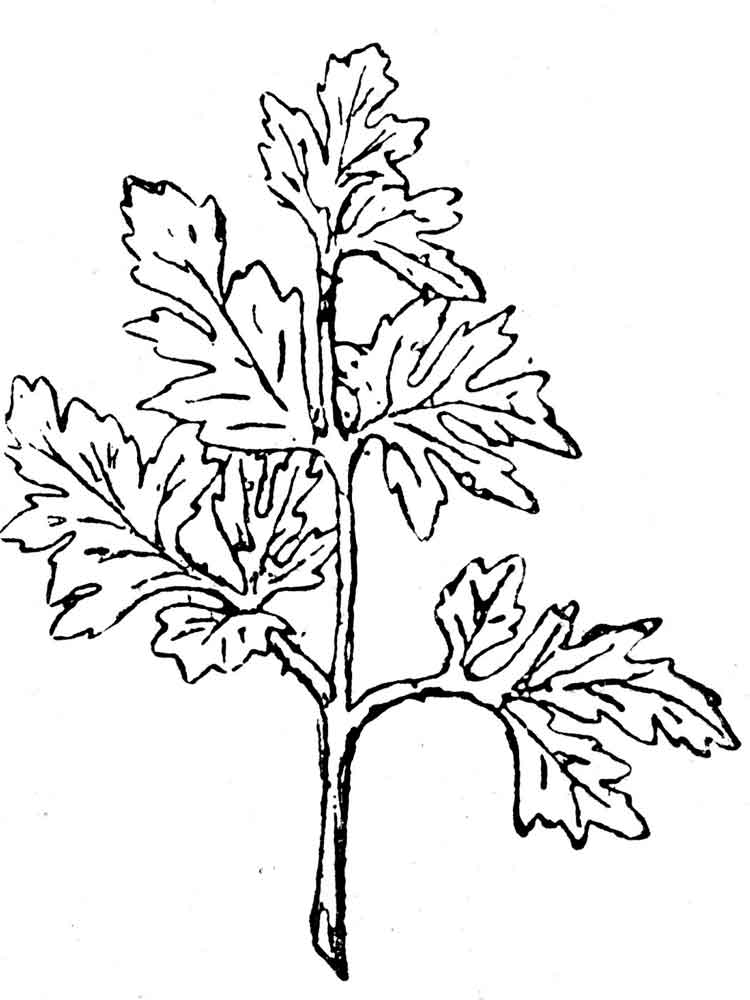 Parsley coloring pages. Download and print Parsley coloring pages