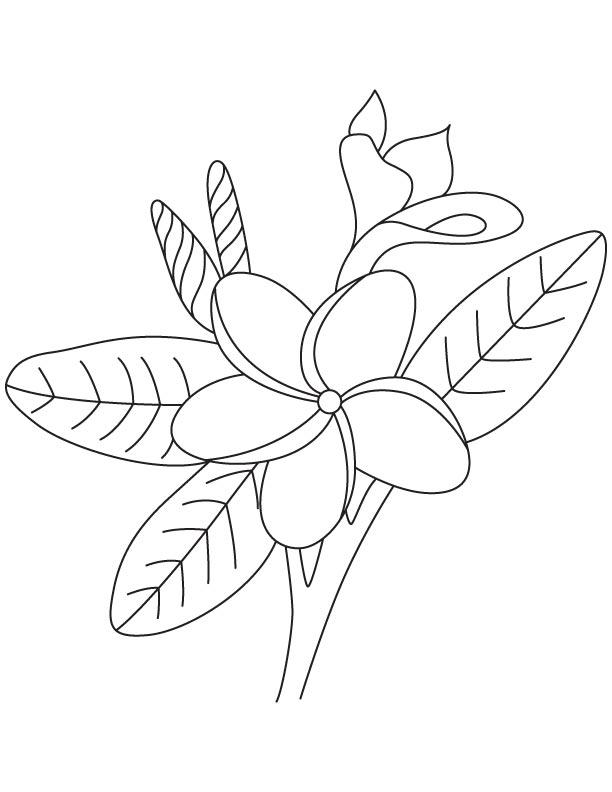 Frangipani flower colouing page | Download Free Frangipani flower colouing  page for kids | Best Coloring Pages