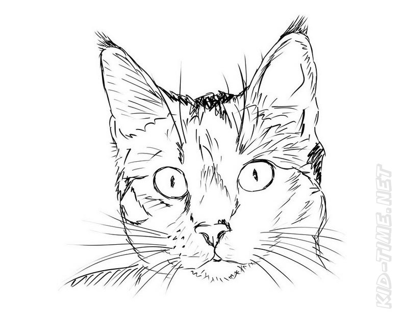 Realistic Cats Coloring Book Page