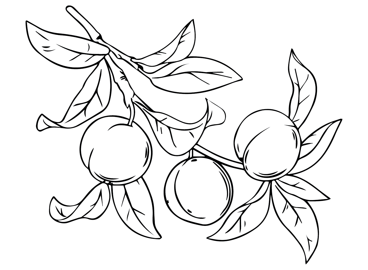 Nectarine Branch Coloring Pages - Nectarine Coloring Pages - Coloring Pages  For Kids And Adults