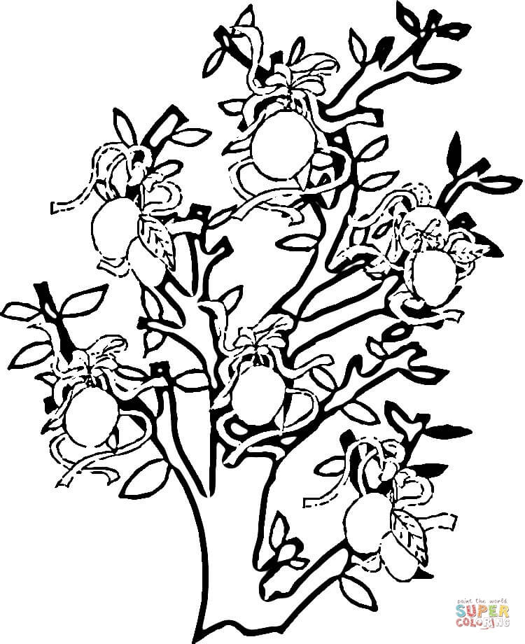 Orange Tree coloring page | Free Printable Coloring Pages