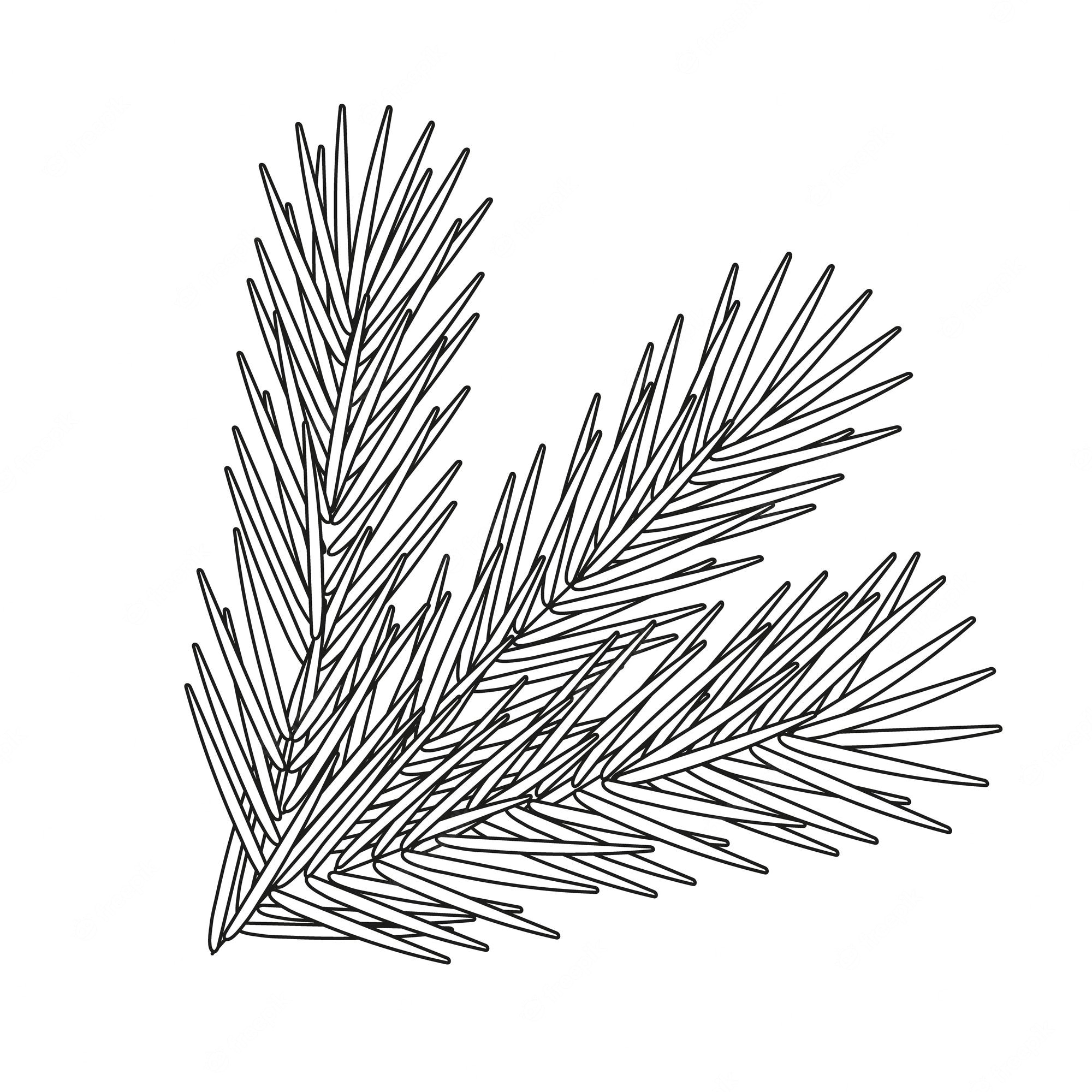 Premium Vector | Pine branch on a white background , illustration for new  year and christmas coloring pages