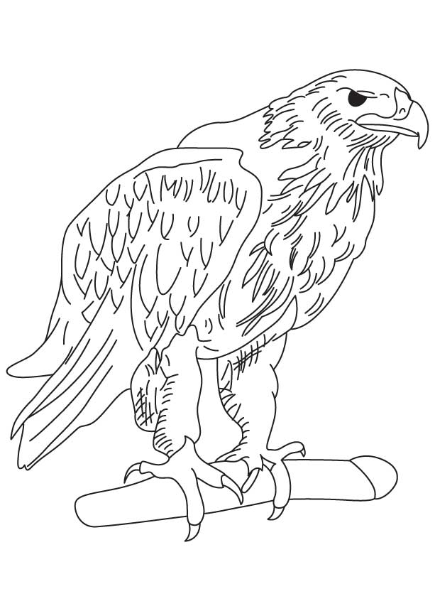 Golden eagle coloring page | Download Free Golden eagle coloring 