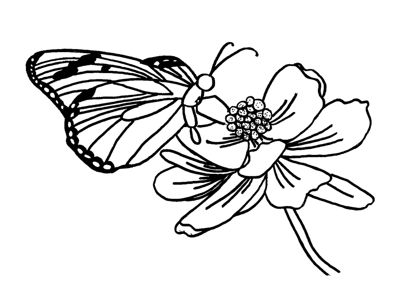 Flower Coloring Pages HD Wallpaper 13 | High Definition Wallpapers