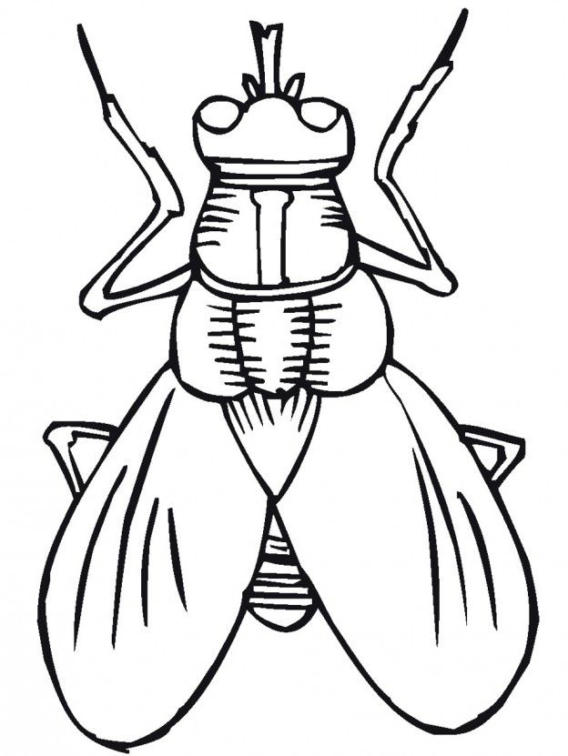 Free Printable Bug Coloring Pages For Kids - ClipArt Best 
