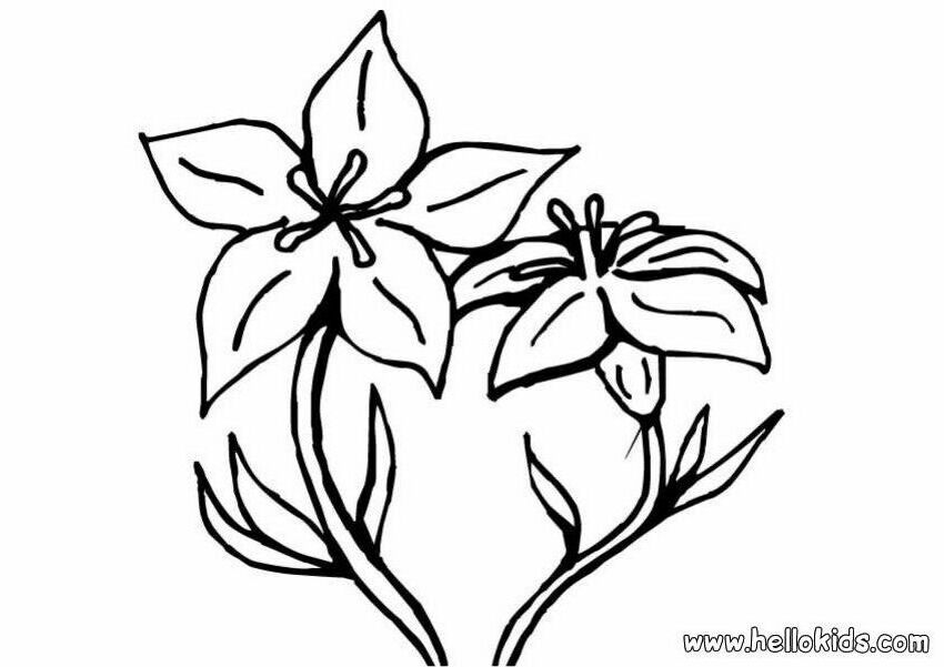 lily flower coloring pages page
