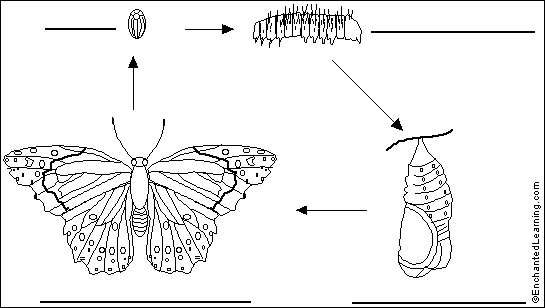 the life of a butterfly animal biology coloring page working sheet for kids 