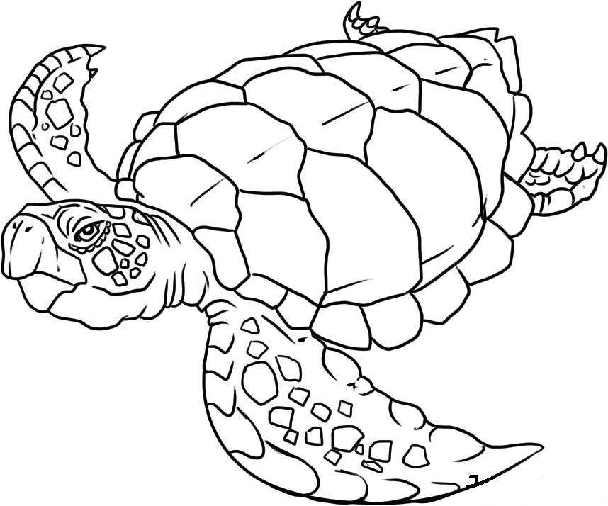 Sea Creature Coloring Pages - Free Coloring Pages For KidsFree 