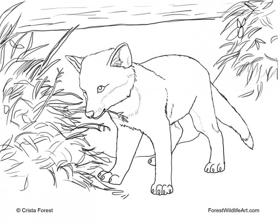 Forest Wildlife Art Coloring Book Page Red Fox Pup Thingkid 139912 
