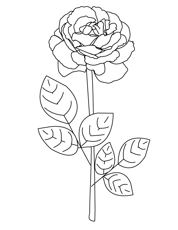 Coloring Pages - Rose2