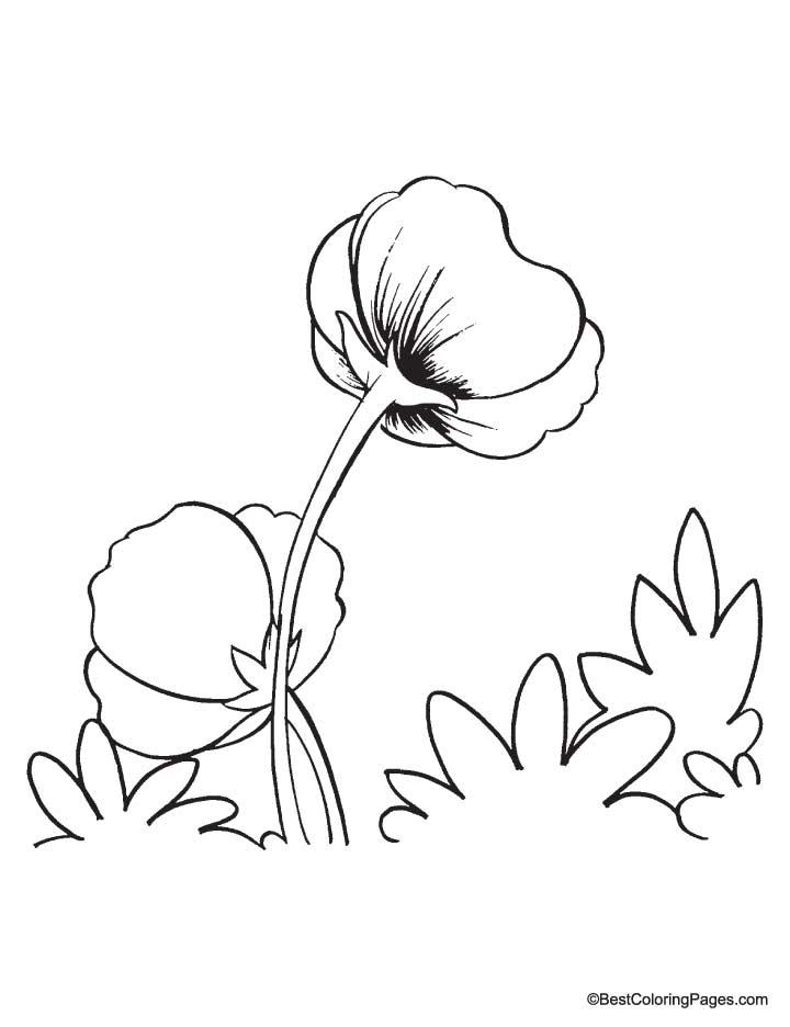 Growing poppy coloring pages | Download Free Growing poppy 