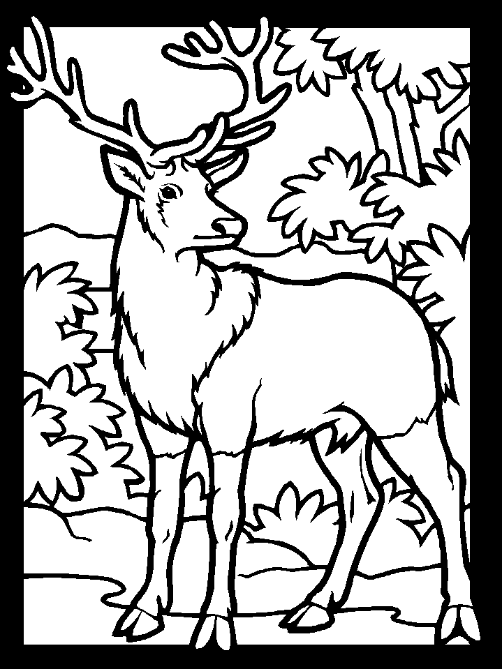 Coloring Pages Of Deer 177 | Free Printable Coloring Pages