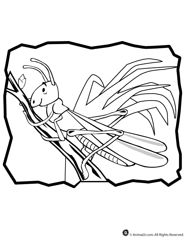 GRASS HOPPER Colouring Pages (page 3)