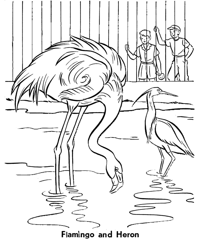 Zoo Birds Coloring Pages | Zoo Flamingo and Heron Birds Coloring 