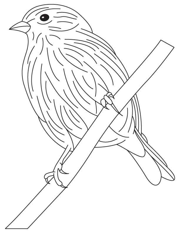European goldfinch coloring pages, Kids Coloring pages, Free 