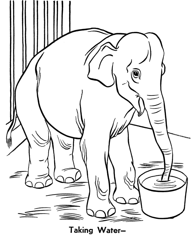 Zoo Animal Coloring Pages | Zoo Elephant Coloring Page and Kids 