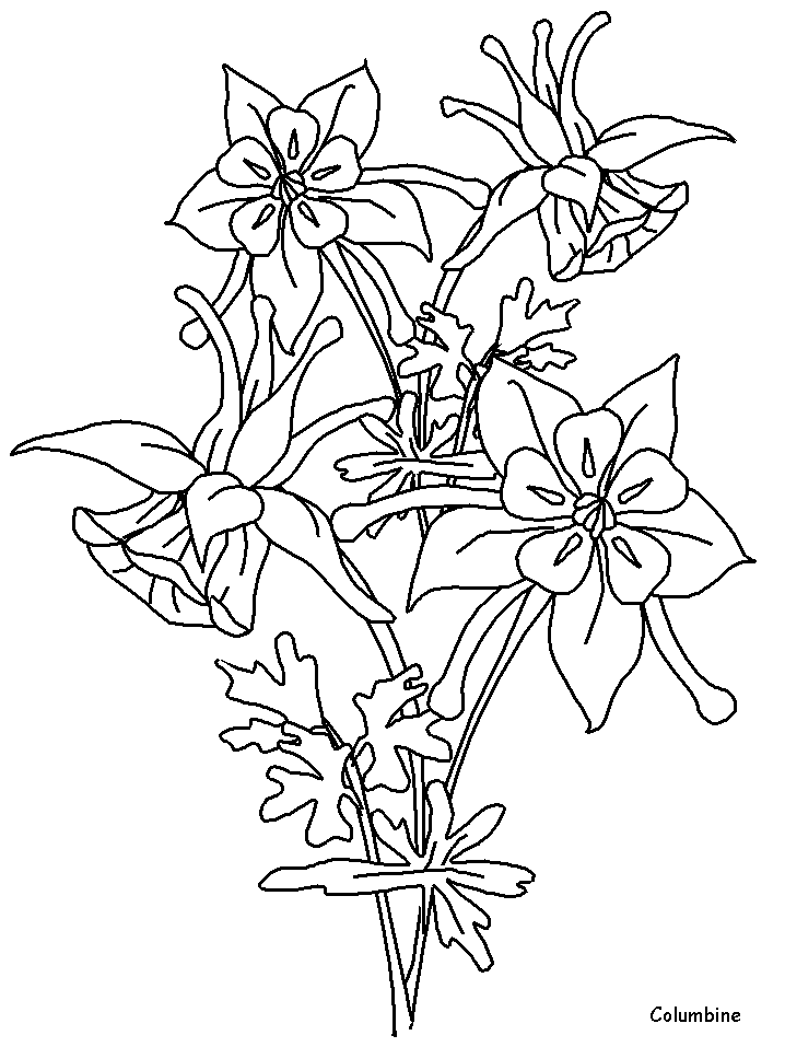 Printable Columbine Flowers Coloring Pages - Coloringpagebook.com