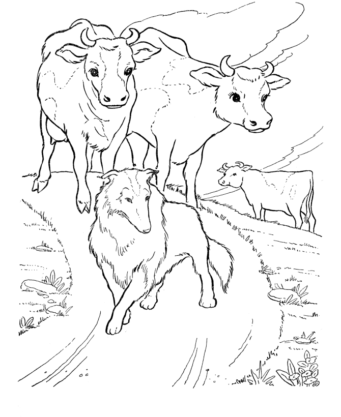 Cows Coloring Pages - Free Printable Coloring Pages | Free 