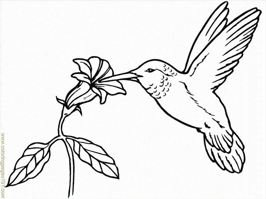 humming-bird Colouring Pages (page 3)
