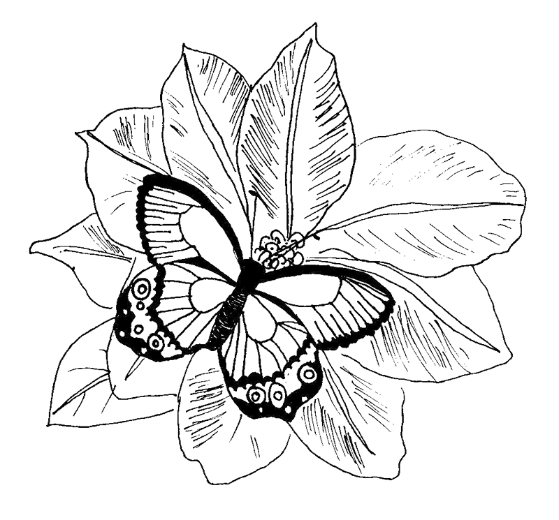 Wallpaper HD: free butterfly coloring pages Free Online Butterfly 