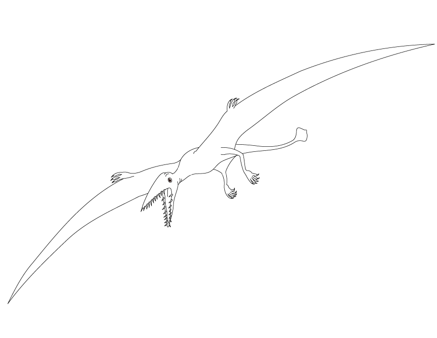 Pterodactyl Dinosaur 2 Coloring Page | Free Printable Coloring Pages