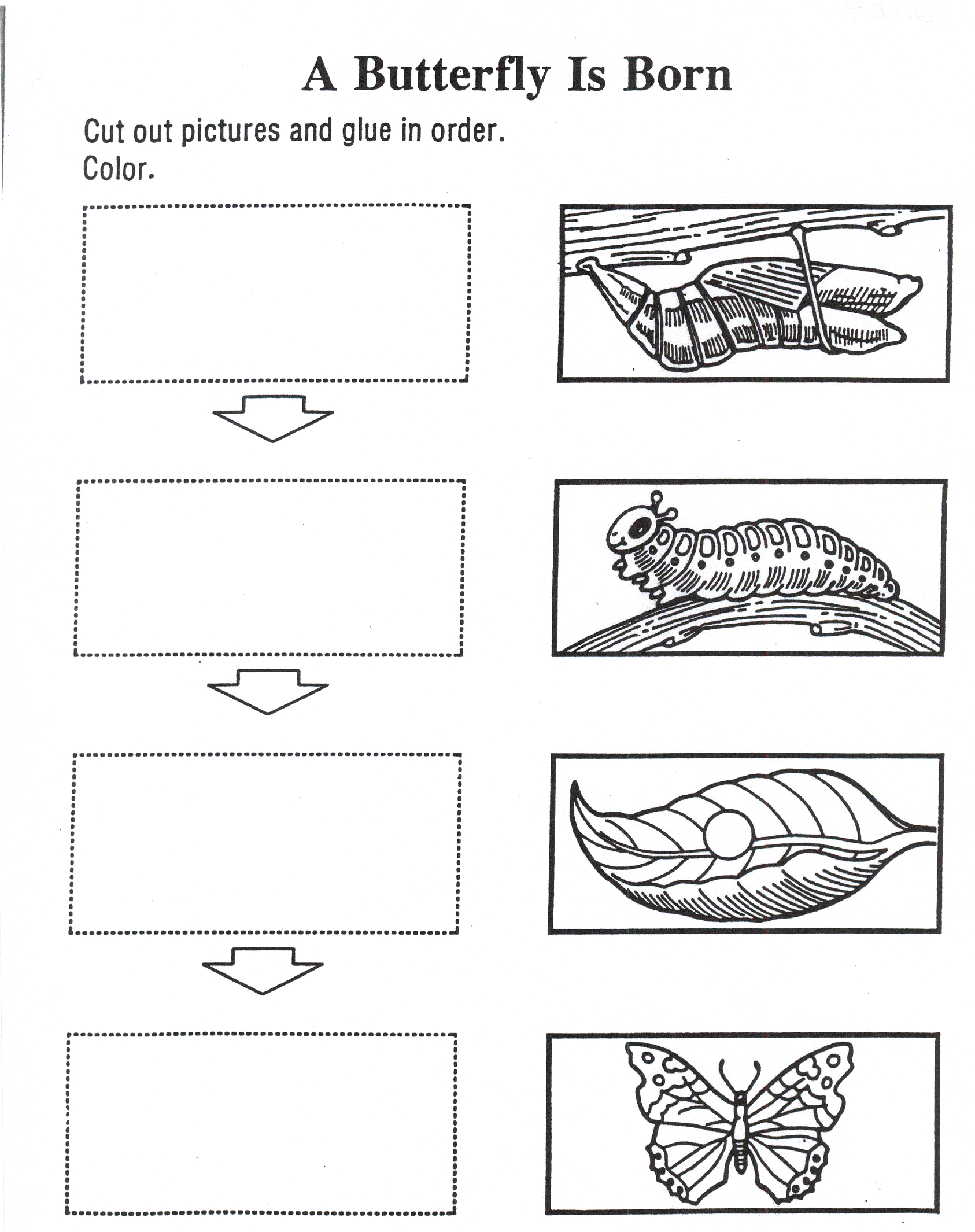Butterfly life cycle coloring sheet