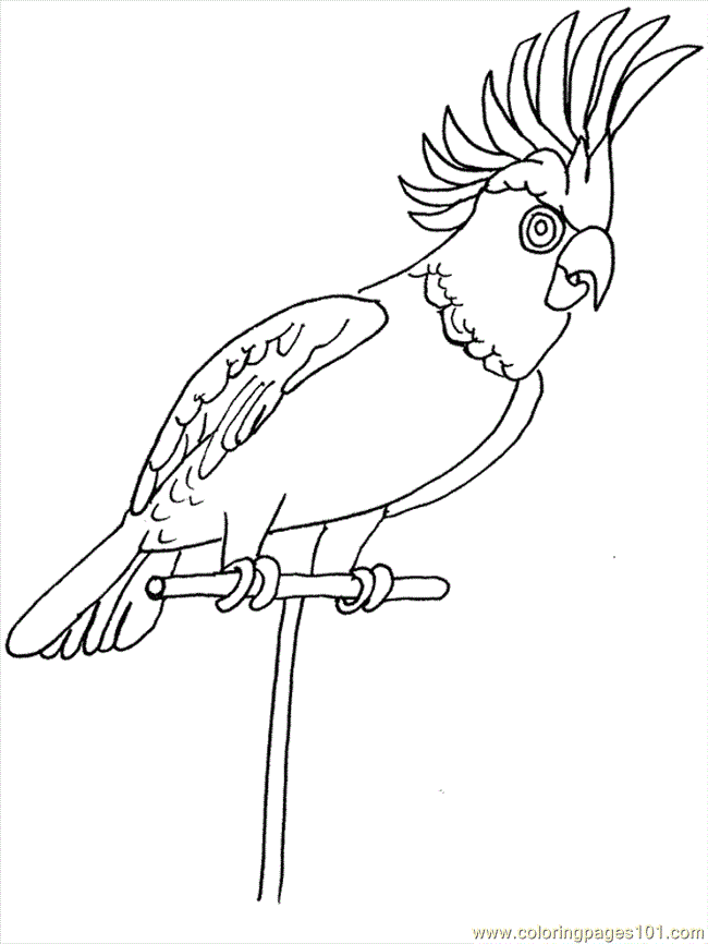 Tropical Birds Coloring Pages Printable