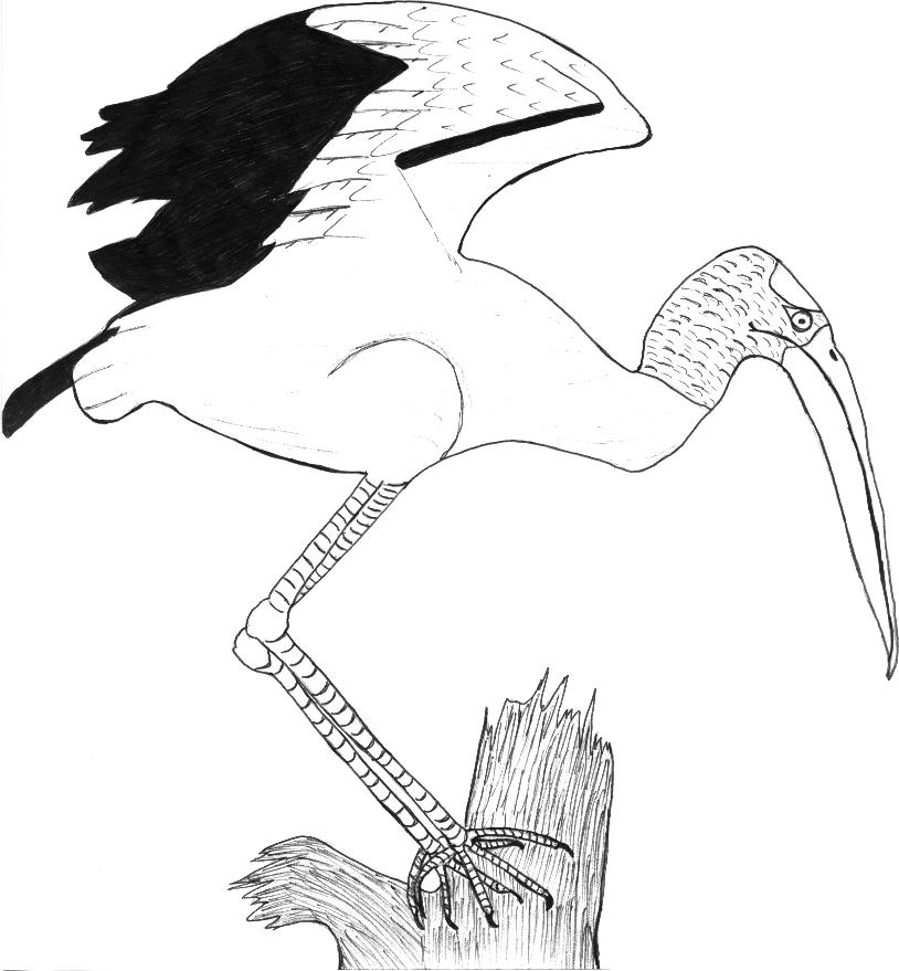 Wood Stork Color