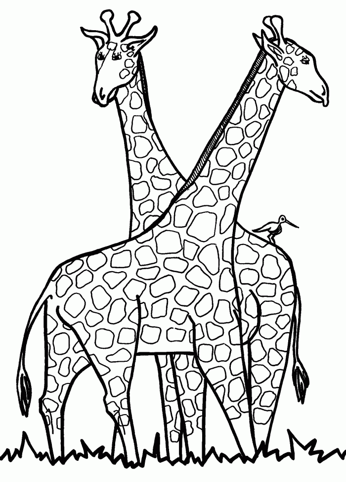 Coloring Page Giraffe : Printable Coloring Book Sheet Online for 