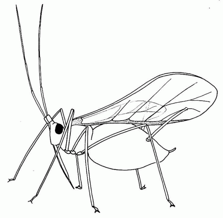 Biological drawings. Insects. Winged Aphid. Biology teaching 