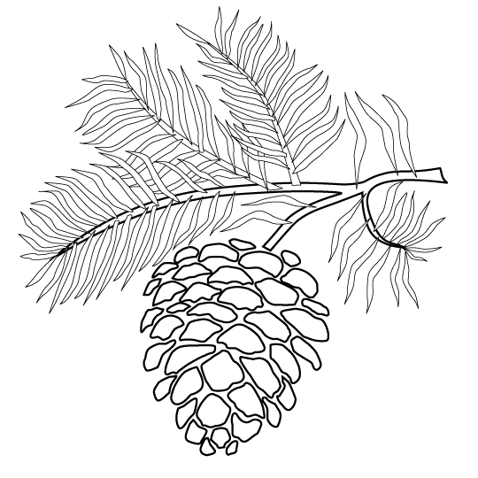 Pinecone Branch Pictures Page