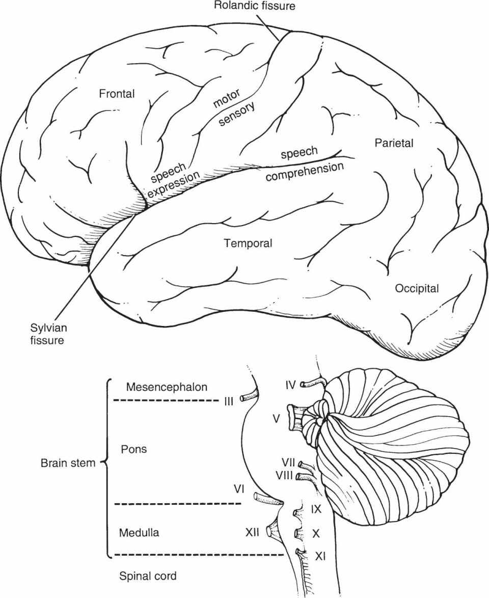 Neurosurgery: Diseases Of The Nervous System | Basicmedical Key