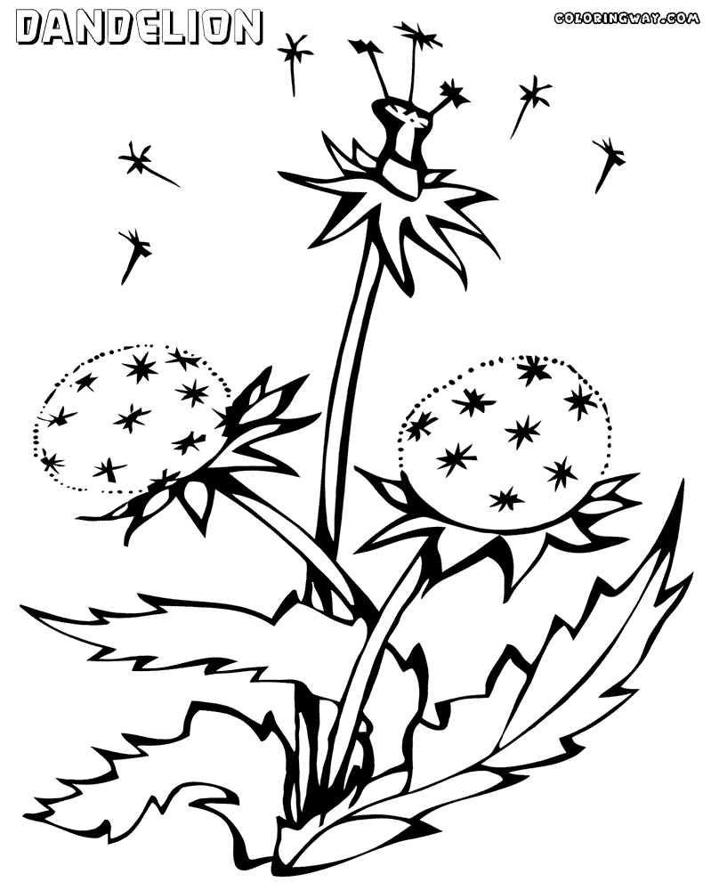 Dandelion coloring pages | Coloring pages to download and print