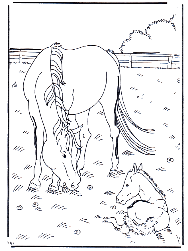 Horse and foal - Horses