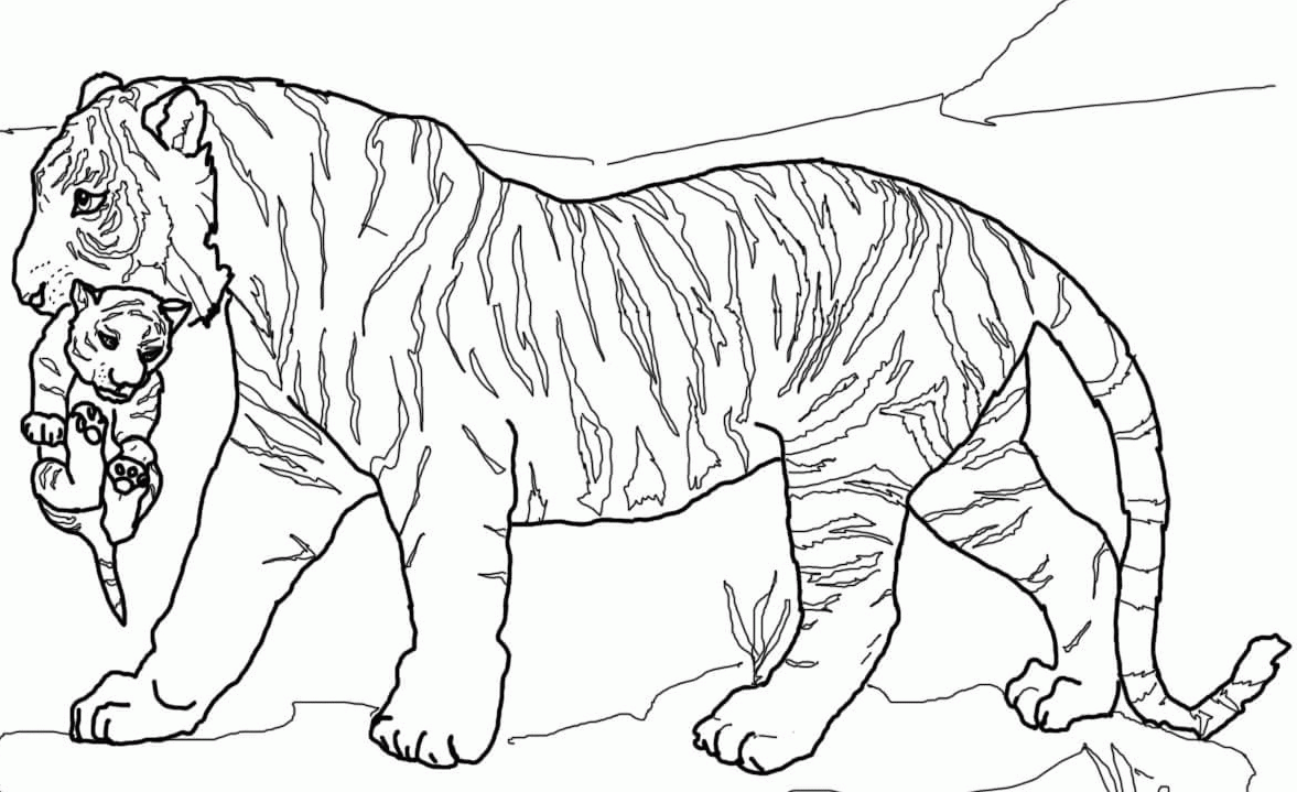 Coloring Pages Of Lions And Tigers - High Quality Coloring Pages