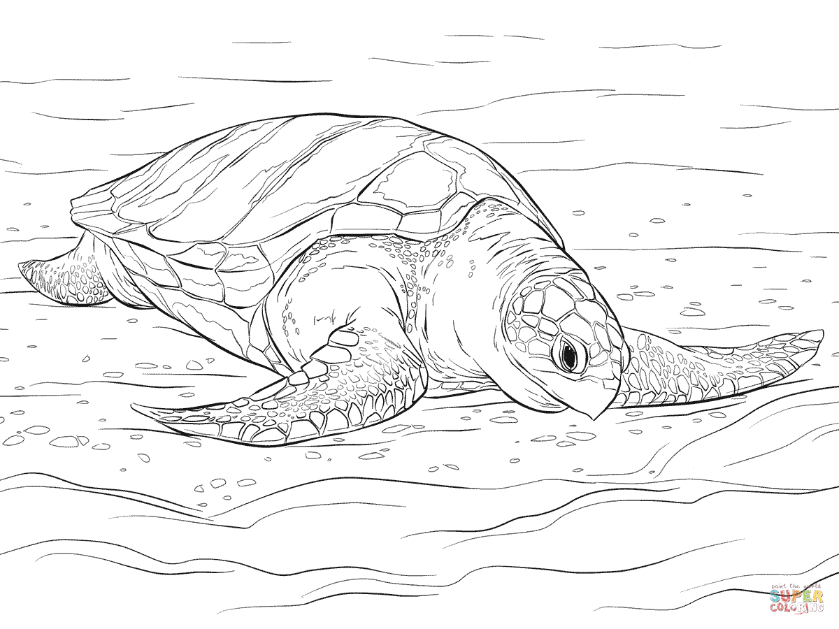 Olive Ridley Sea Turtle coloring page | Free Printable Coloring Pages