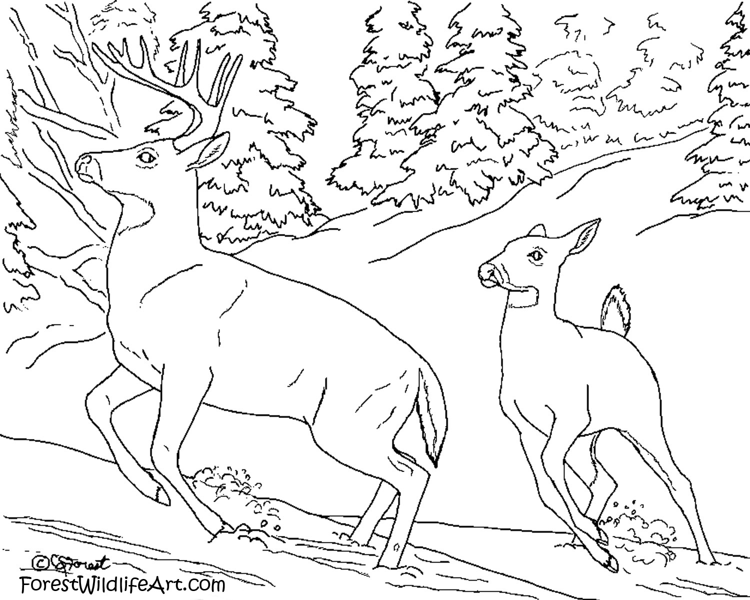 Drawing Forest #157042 (Nature) – Printable coloring pages