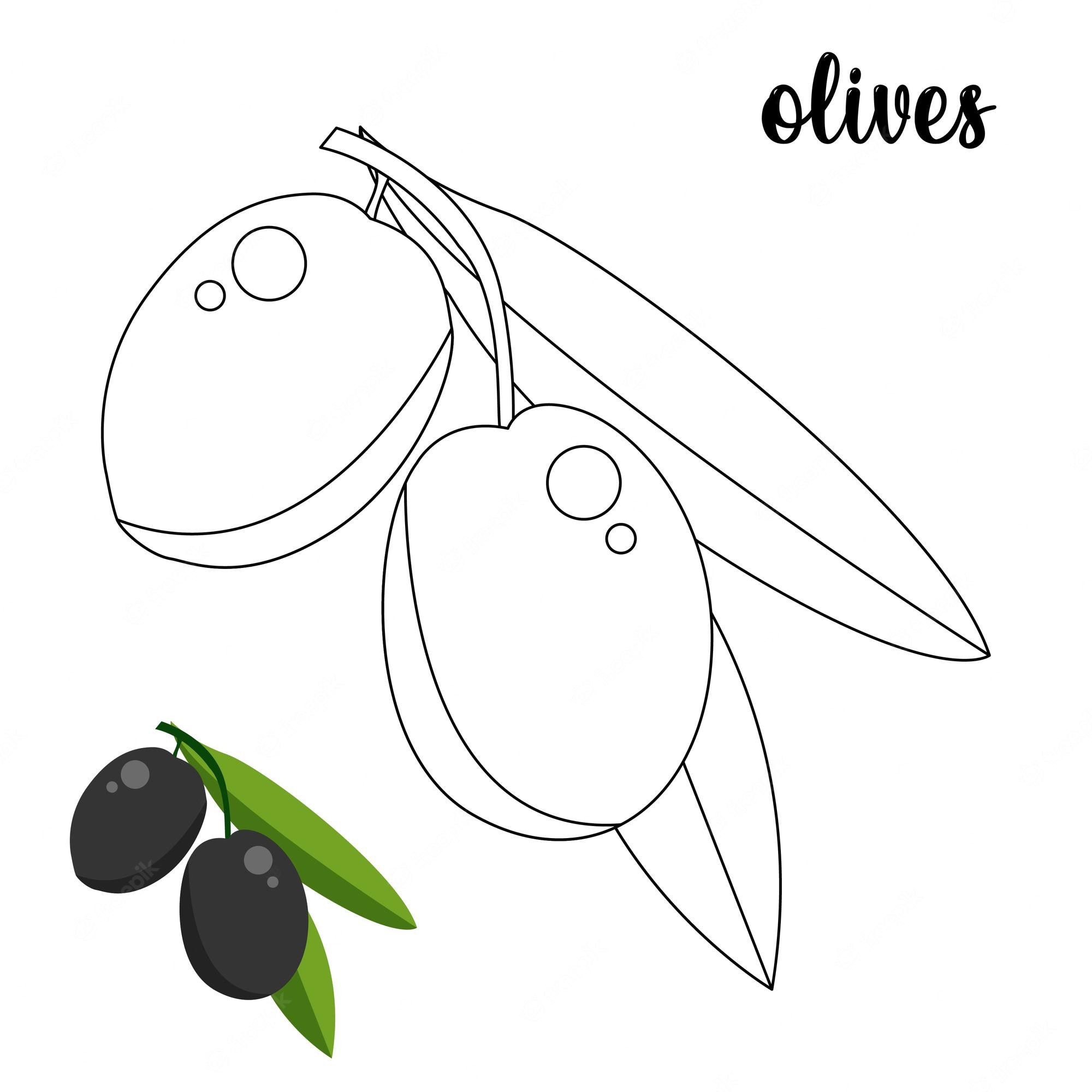 Premium Vector | Coloring page, olives coloring page