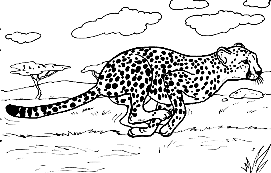 Cheetah Coloring Page - GetColoringPages.com