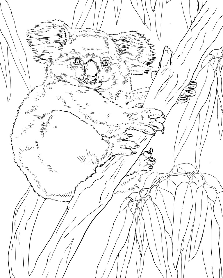 Koala on Eucalyptus Tree Coloring Page - Free Printable Coloring Pages for  Kids