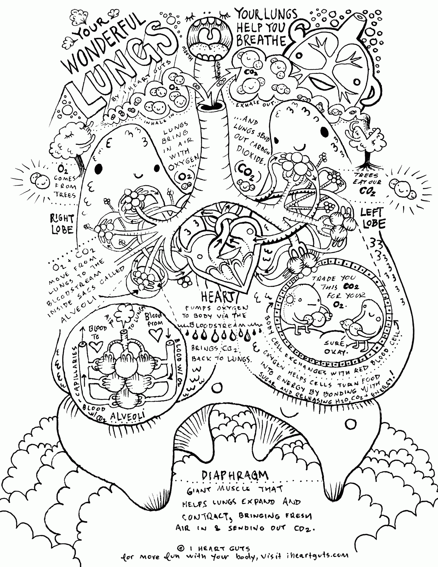 Free Respiratory System Coloring Page, Download Free Respiratory System Coloring  Page png images, Free ClipArts on Clipart Library