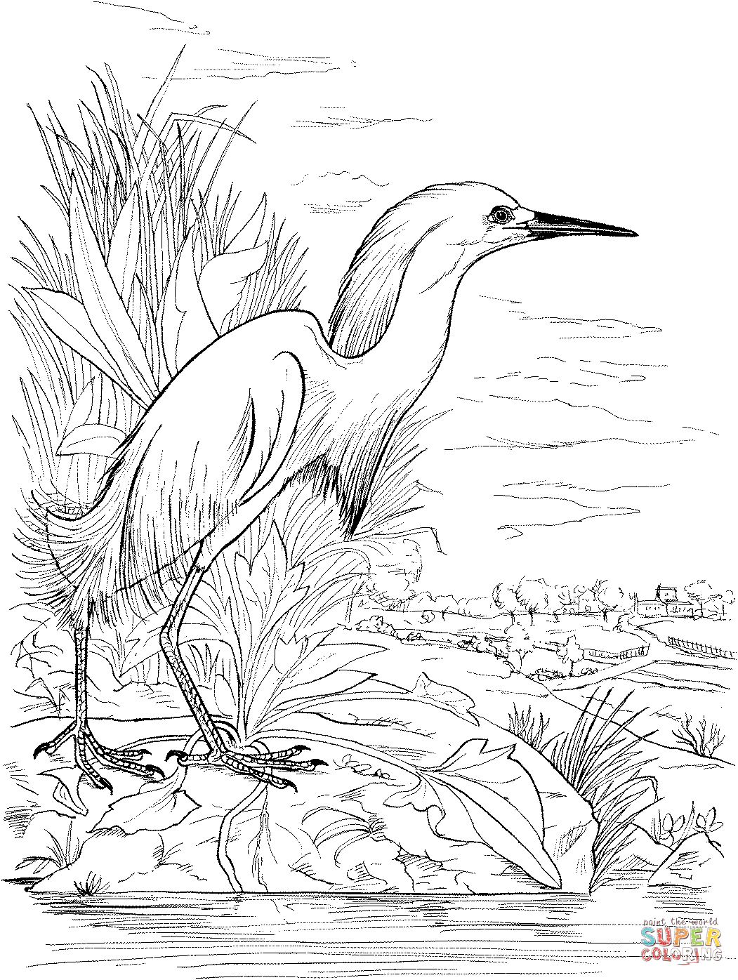 Snowy Egret on the Lake coloring page | Coloring pages, Free coloring pages,  Animal templates