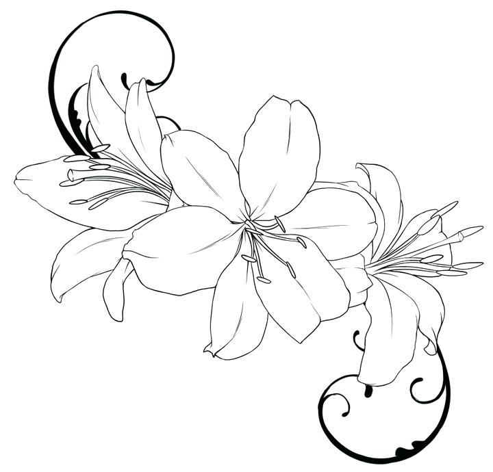 Tiger Lily Coloring Pages at GetDrawings | Free download