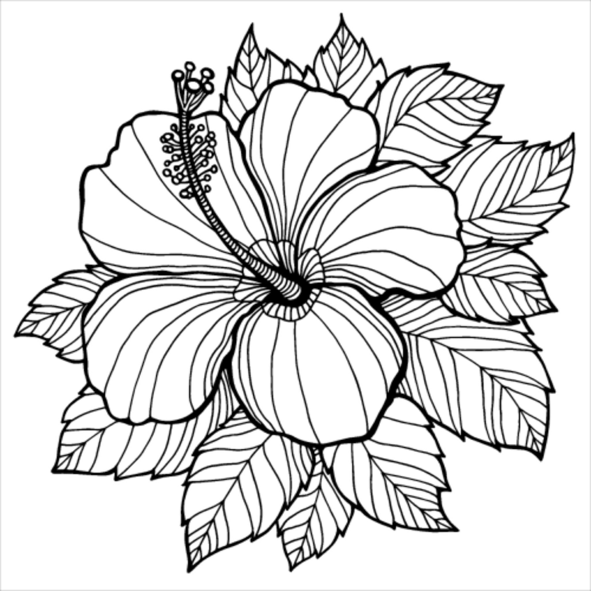 Hibiscus Flower Coloring Page - Feedthefightbos