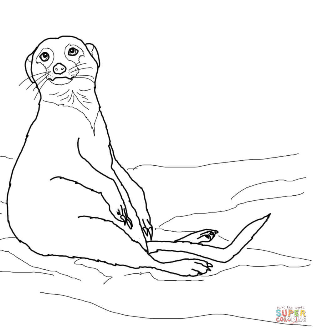 Cute Sitting Meerkat coloring page | Free Printable Coloring ...