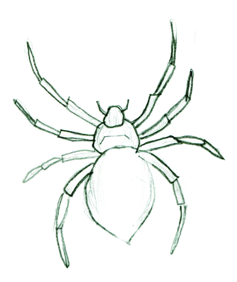 Spiders For Kids | Free Coloring Pages on Masivy World