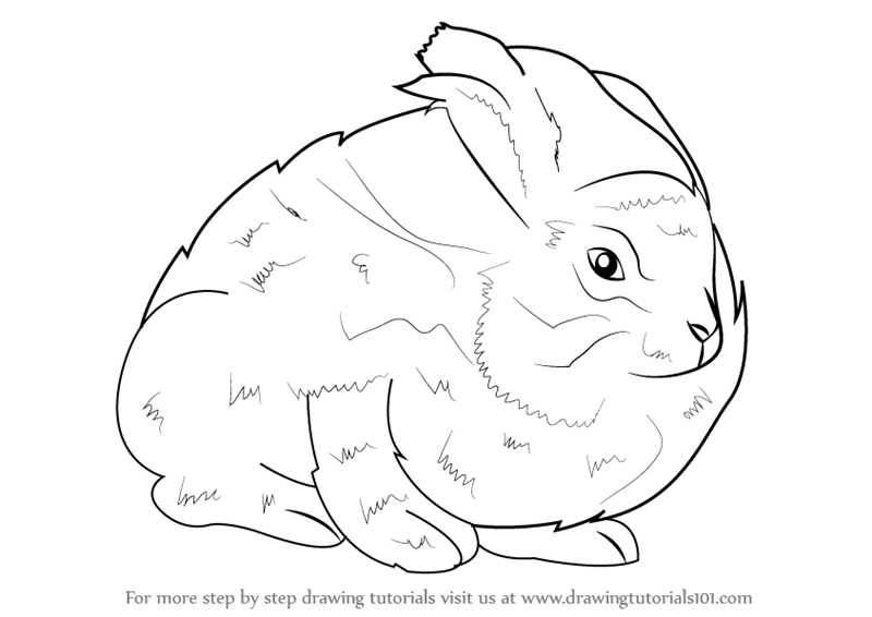 Learn How to Draw an Angora Rabbit (Other Animals) Step by Step ...