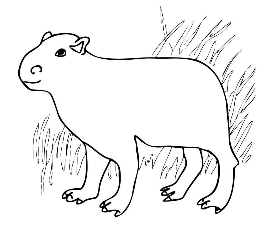 Coloring pages: Capybara, printable for kids & adults, free