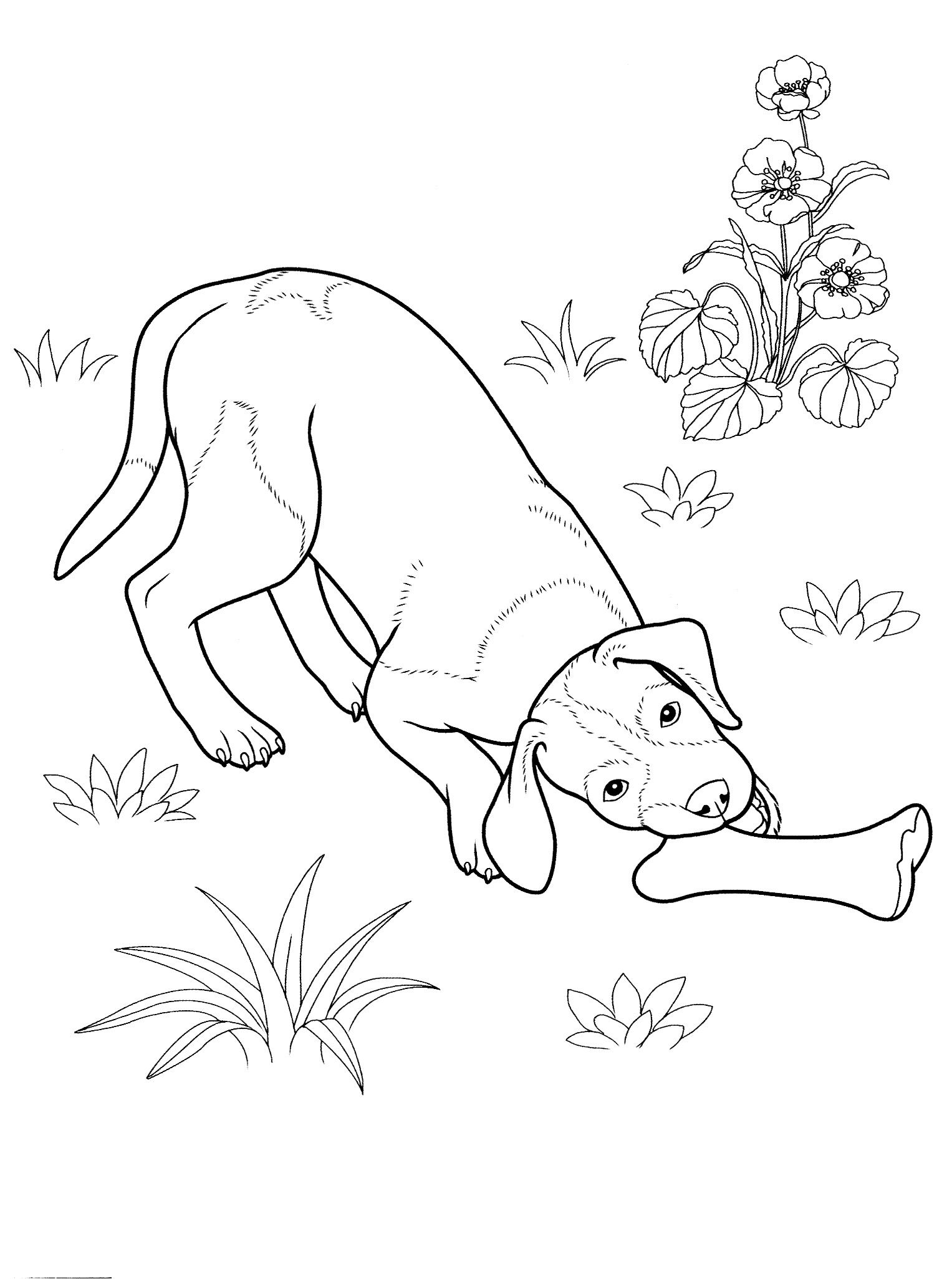 cane_da_colorare_10 disegni da colorare per adulti | Dog coloring page,  German shepherd colors, Owl coloring pages