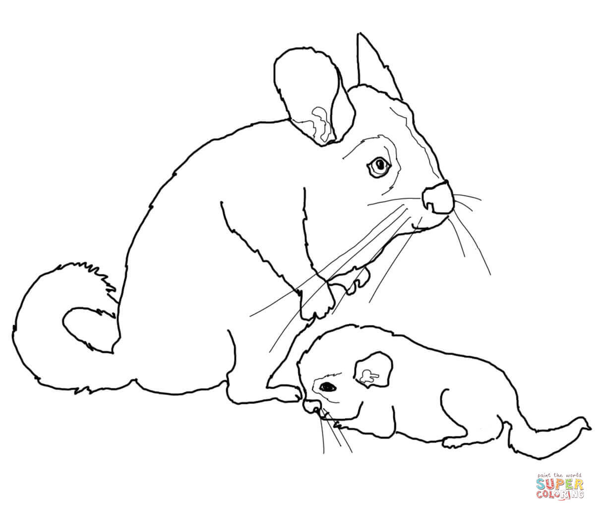 Chinchillas coloring pages | Free Coloring Pages